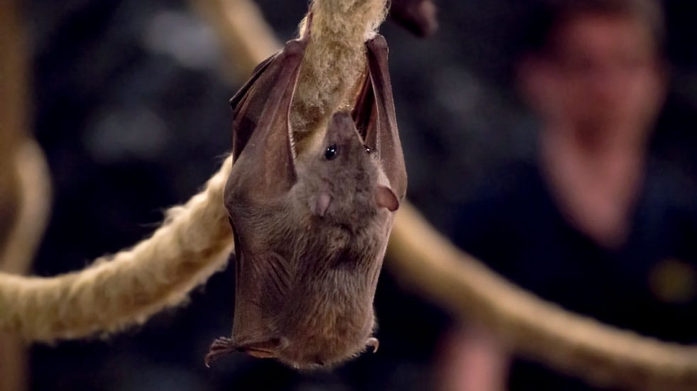 10 eco-volunteering holidays in the UK and Europe; bat sanctuary